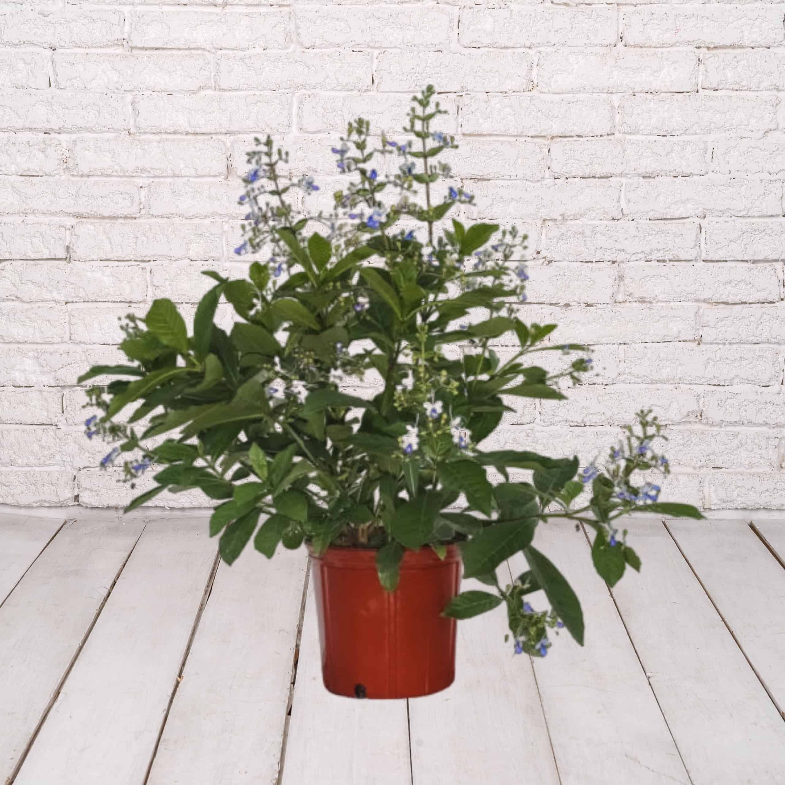 Butterfly Bush Clerodendrum Blue Butterfly 3 Gallon