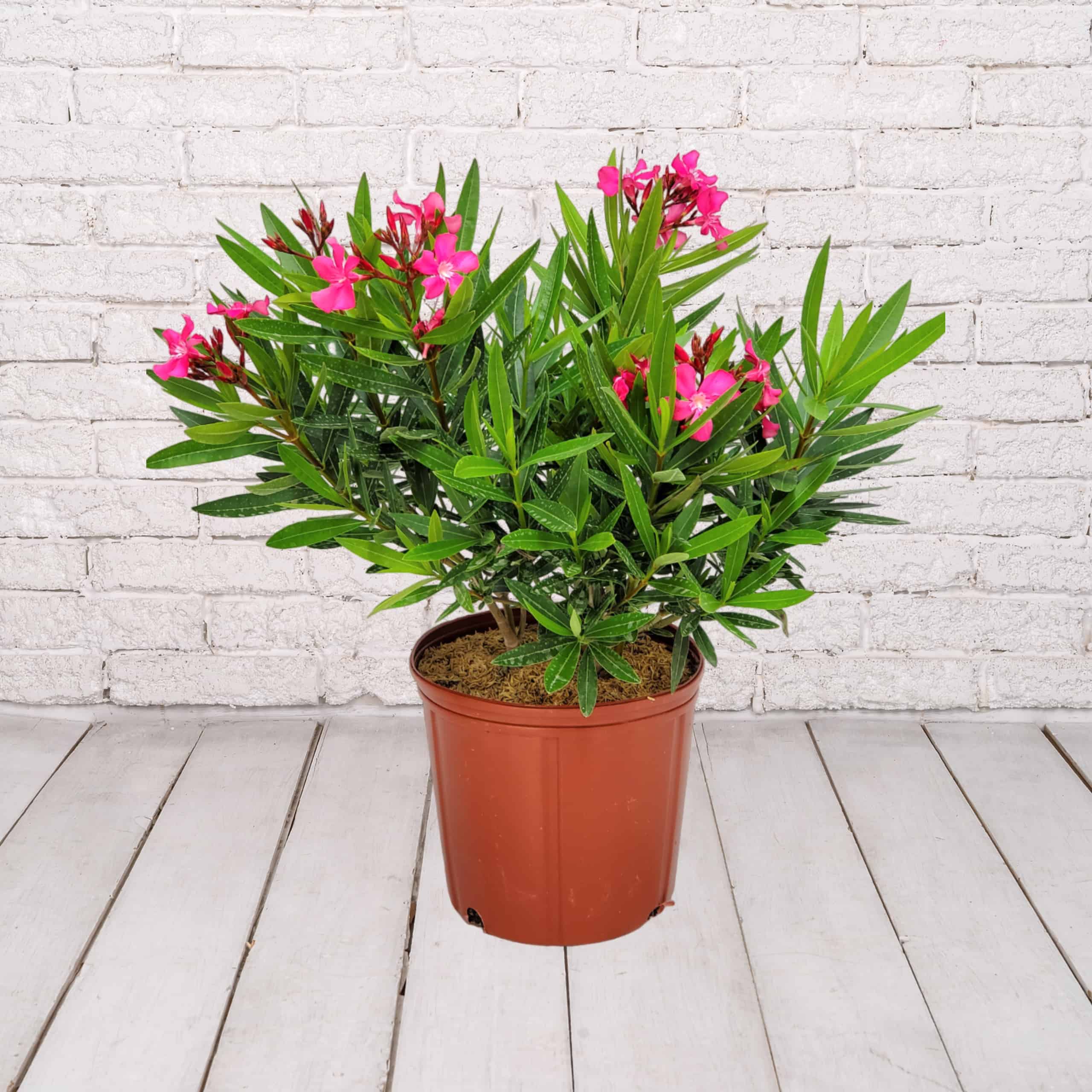 Oleander Bush Calypso Pink 3 Gallon