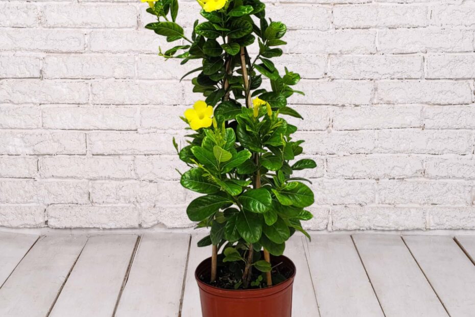 mandevilla yellow