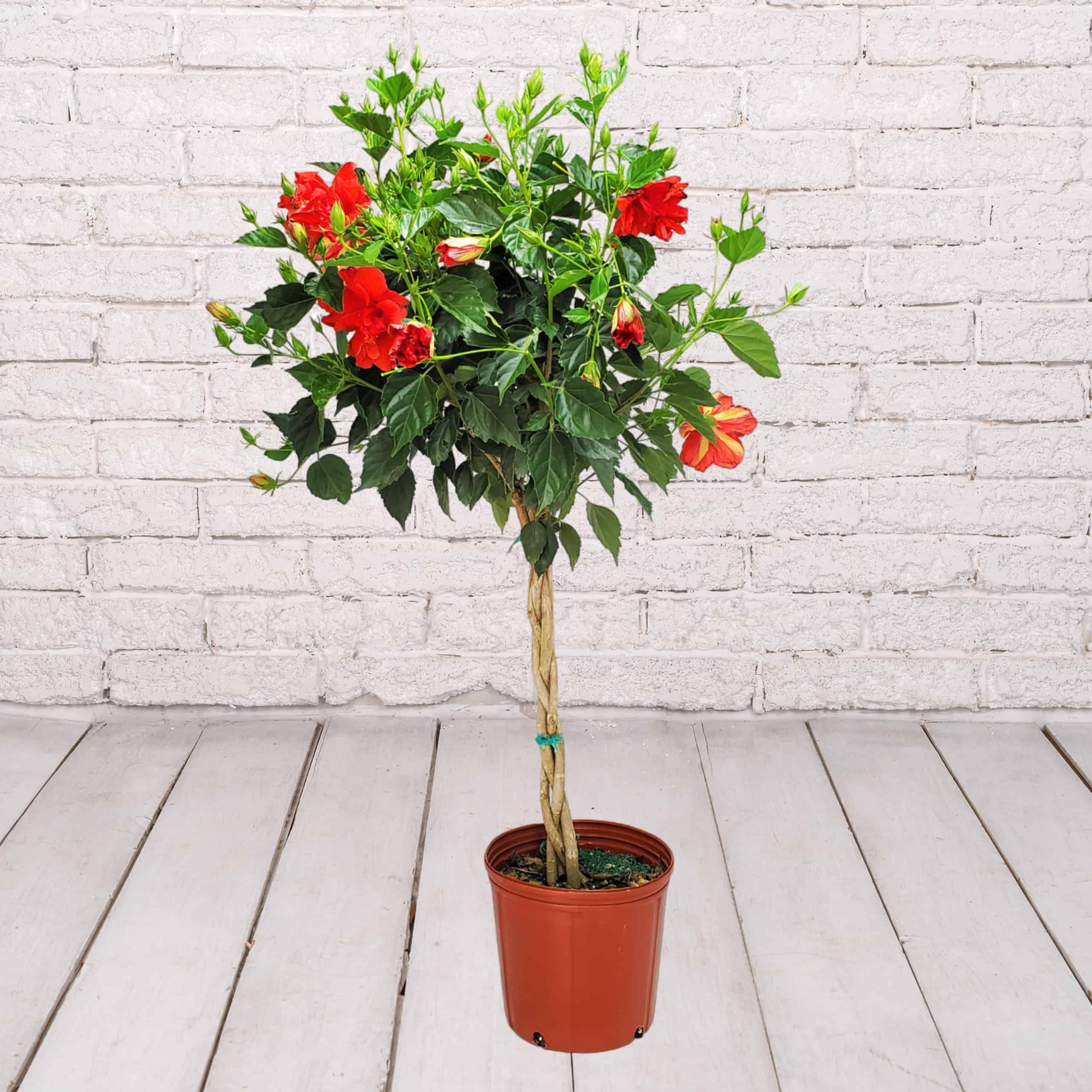 Braided Hibiscus Red Double Flower Tree 3 Gallon