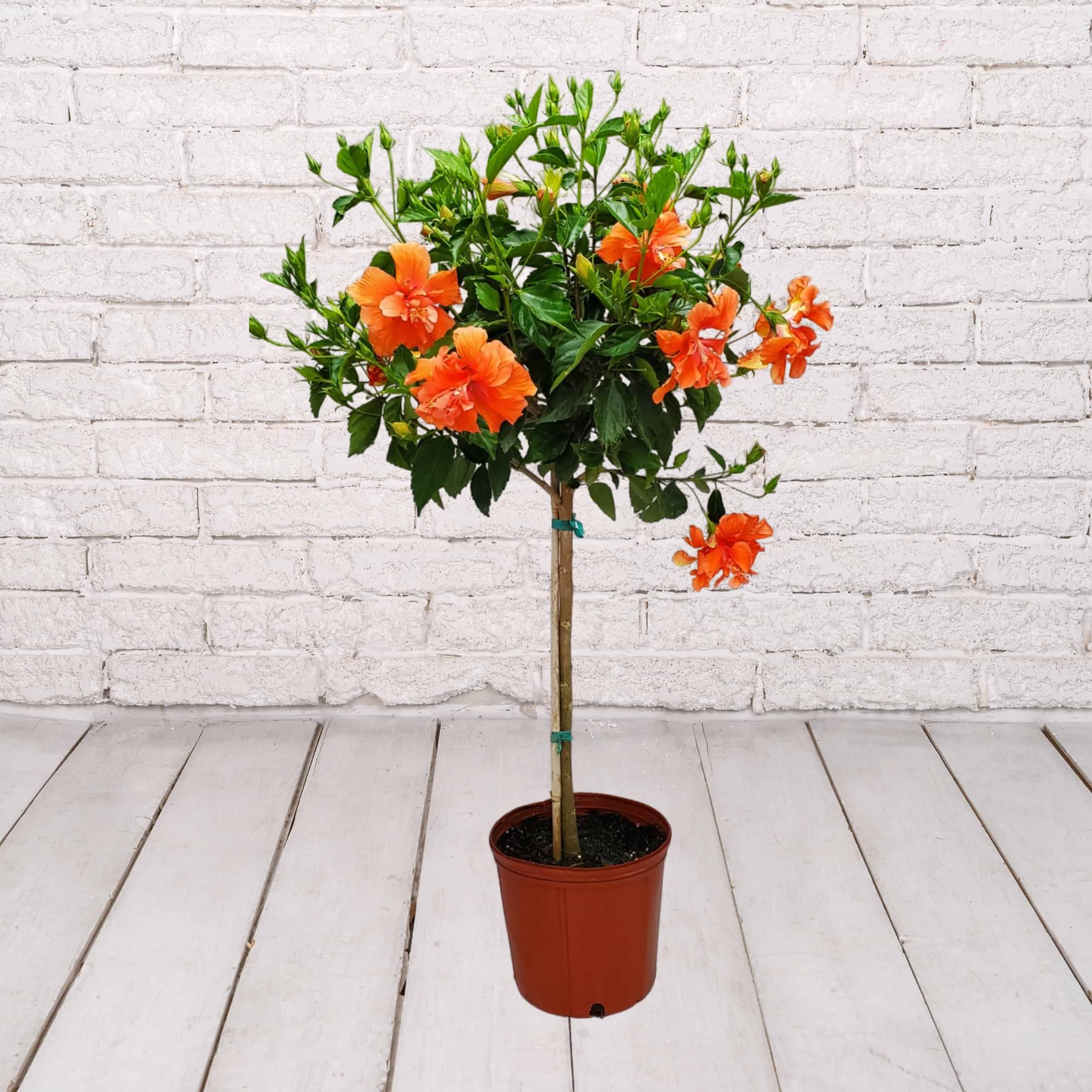 Hibiscus Standard Peach Double Flower Tree 3 Gallon