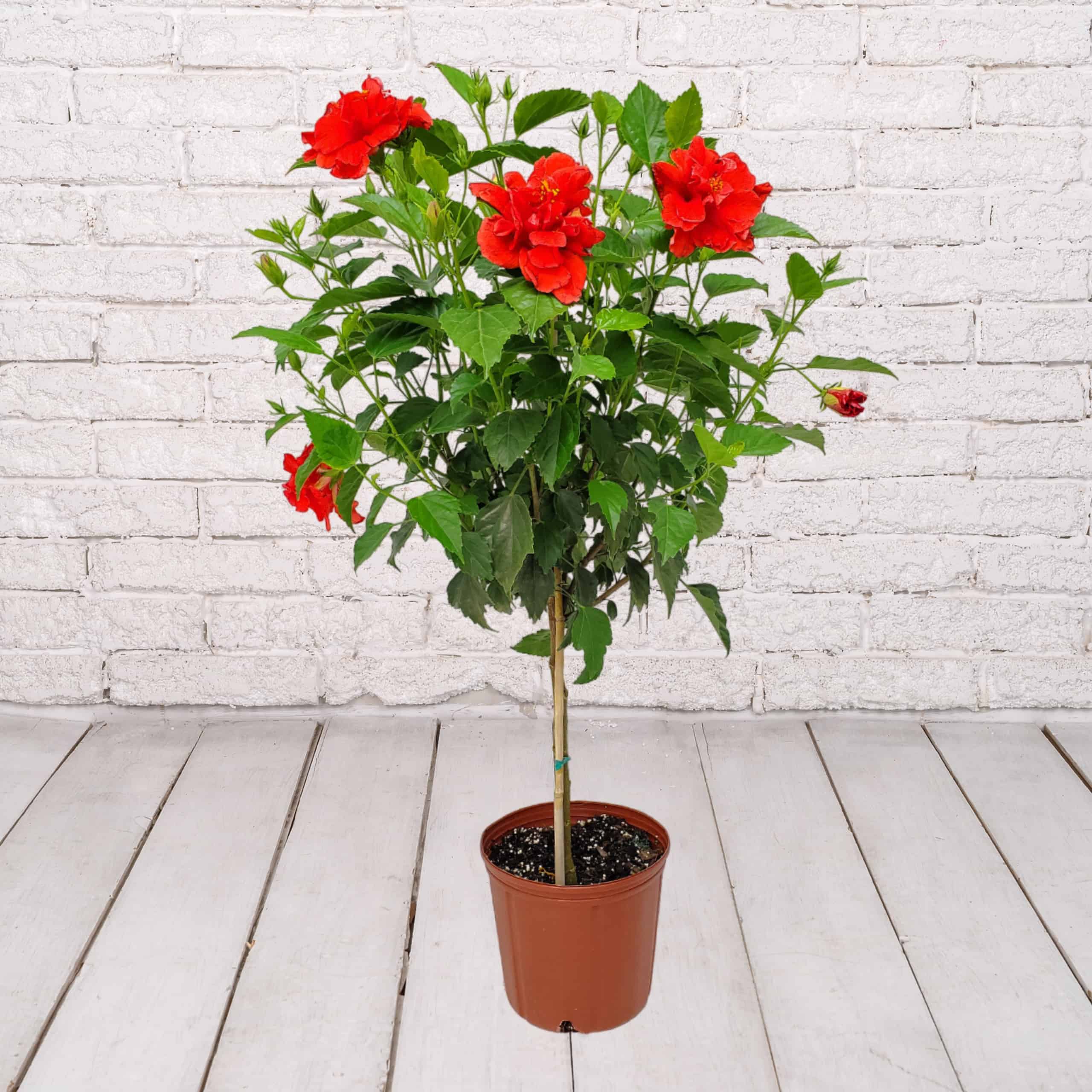 Hibiscus Standard Red Double Flower Tree 3 Gallon