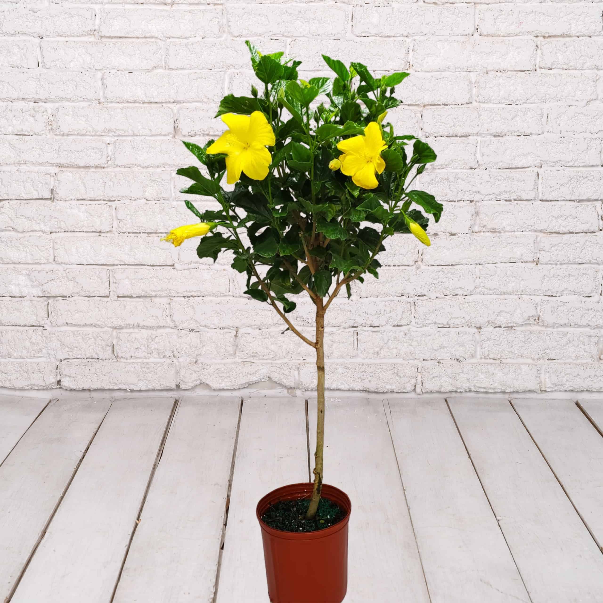 Hibiscus Standard Yellow Fort Myers Tree 3 Gallon