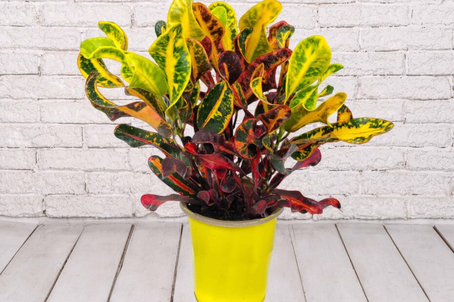 wholesale croton mammy