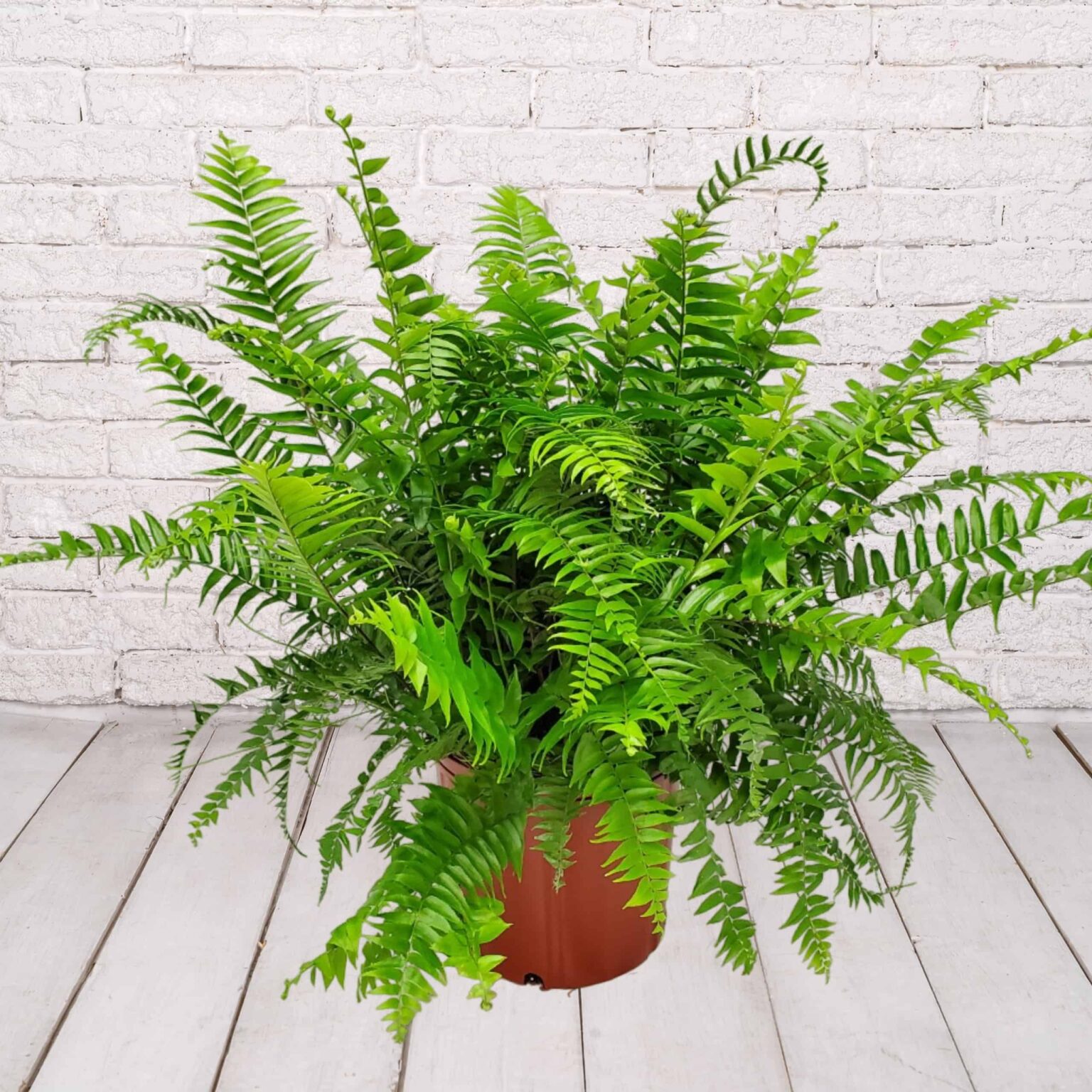 Wholesale Macho Fern | K and M Nursery | Boynton Beach, Florida