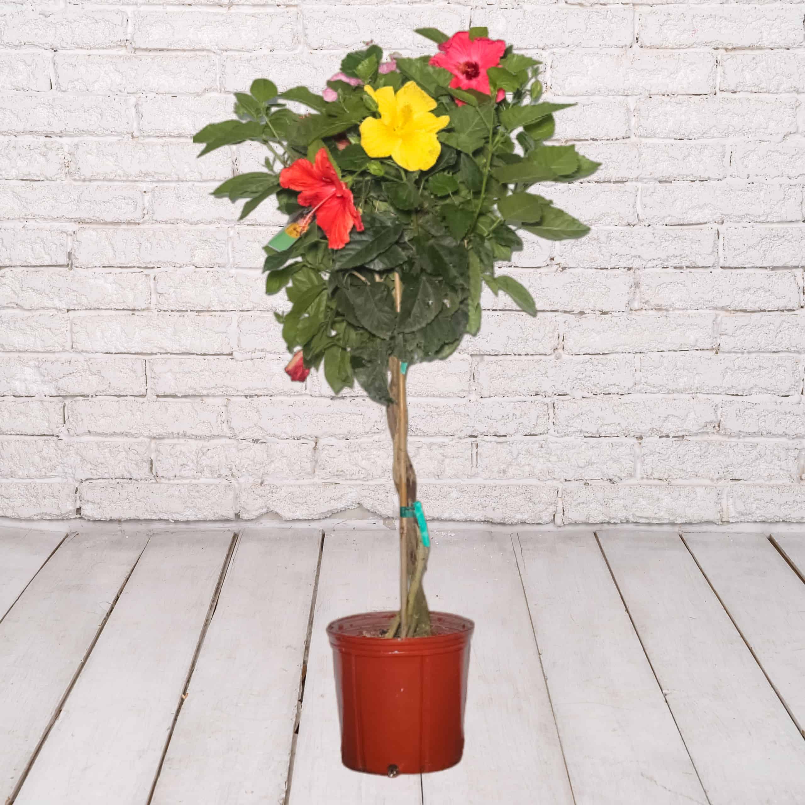 Braided Hibiscus Tree Four Mixed Colors 3 Gallon