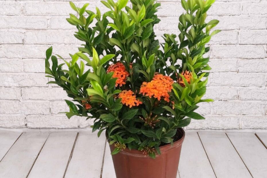 ixora dwarf orange